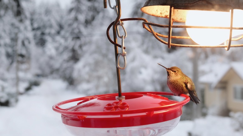 hummingbird feeder under light