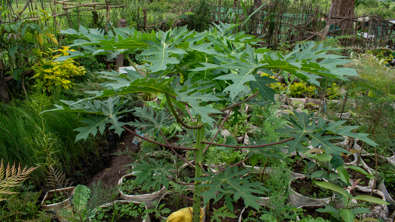 A paw seedling in a tree carer