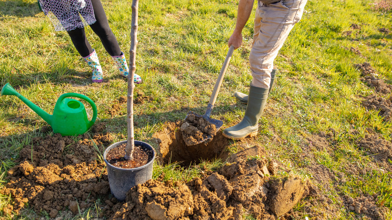 Two people in rubber boots that dig a hole for a tree