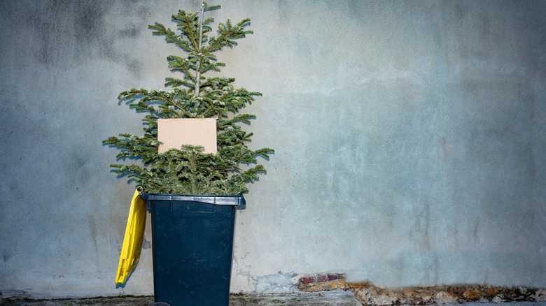Christmas tree in waste bin