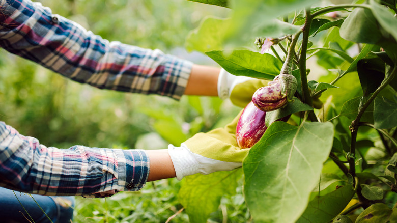 farmerr examining eggplant