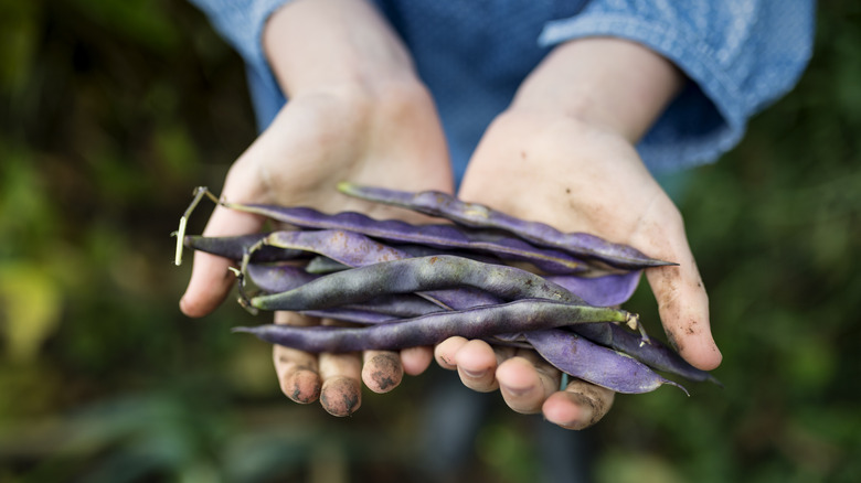 person holding beans