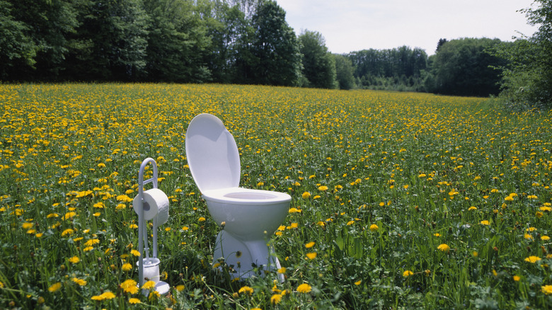 White toilet in a field of yellow flowers