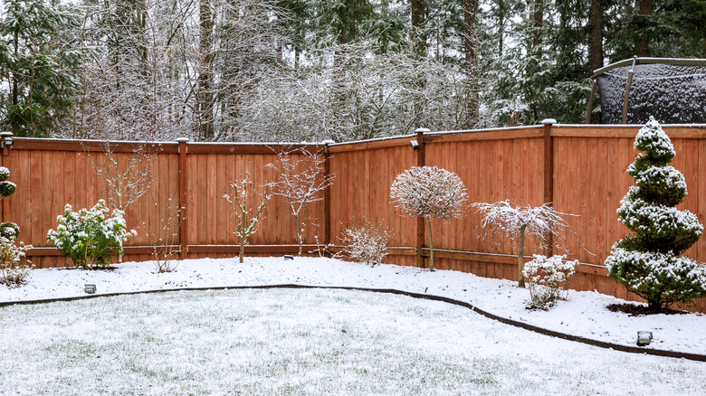 Fenced in backyard with a light snow covering shrubs