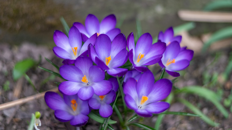 A small group of purple flowering crocuses in ground