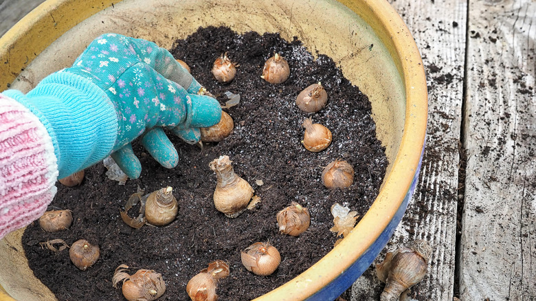 A gloved hand planting crocus corms in a pot