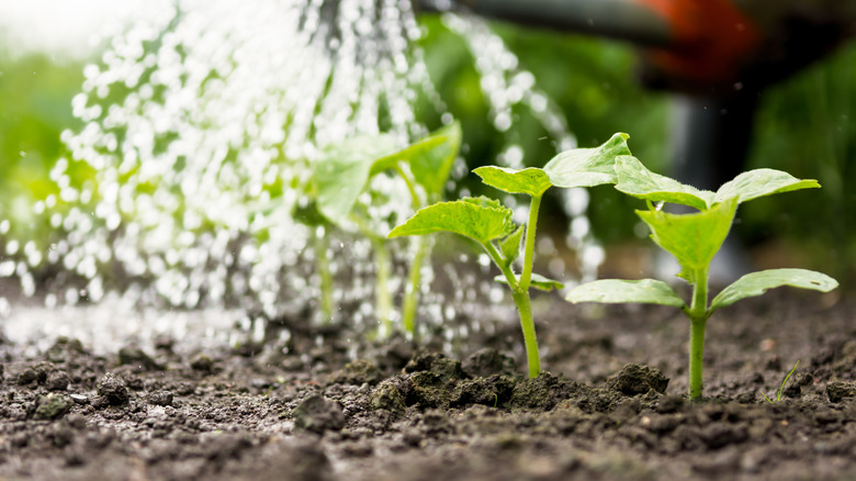 Cucumber seedlings being watered