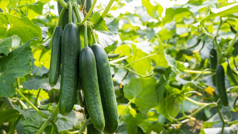 Healthy cucumbers growing on vine