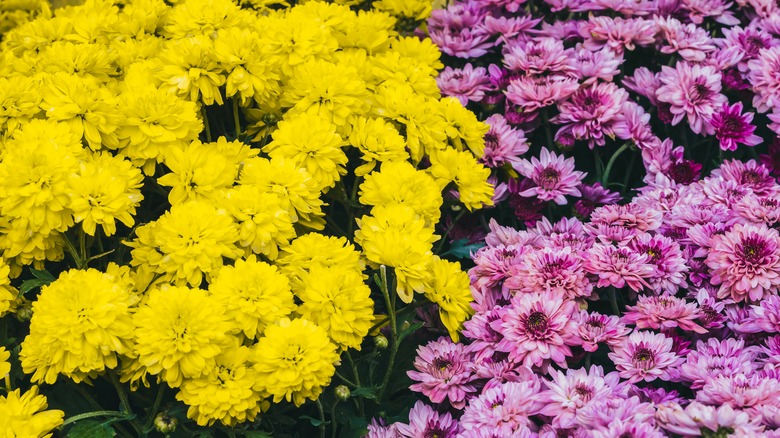 purple and yellow mums