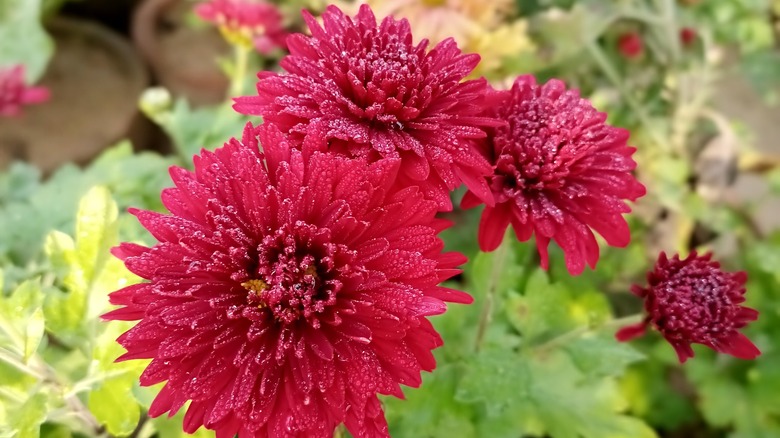 mums blooming 