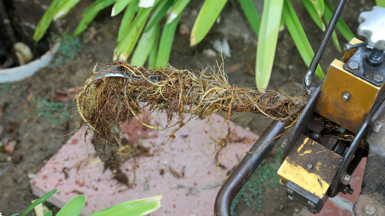 Clog caused by root overgrowth