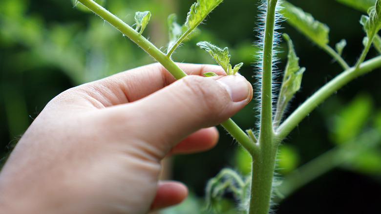 Hand removes sucker from tomato plant