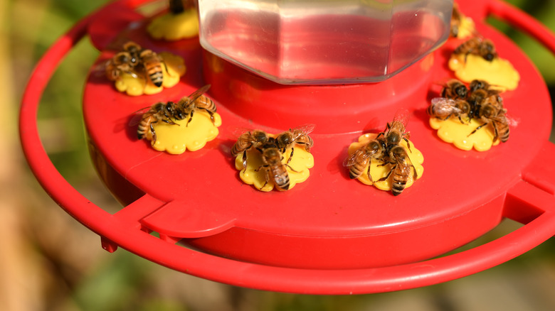 bees on a hummingbird feeder