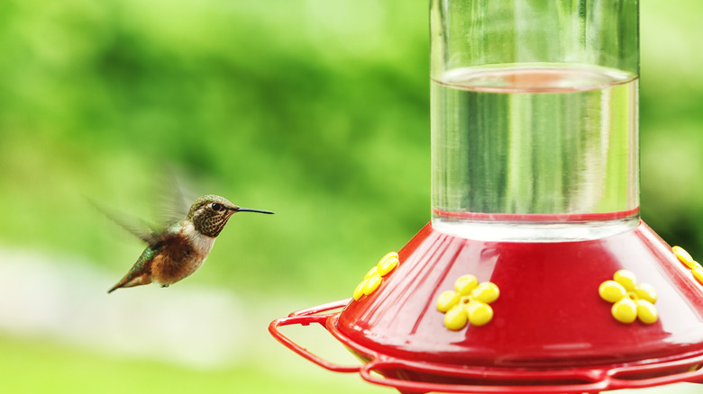 hummingbird approaching a feeder