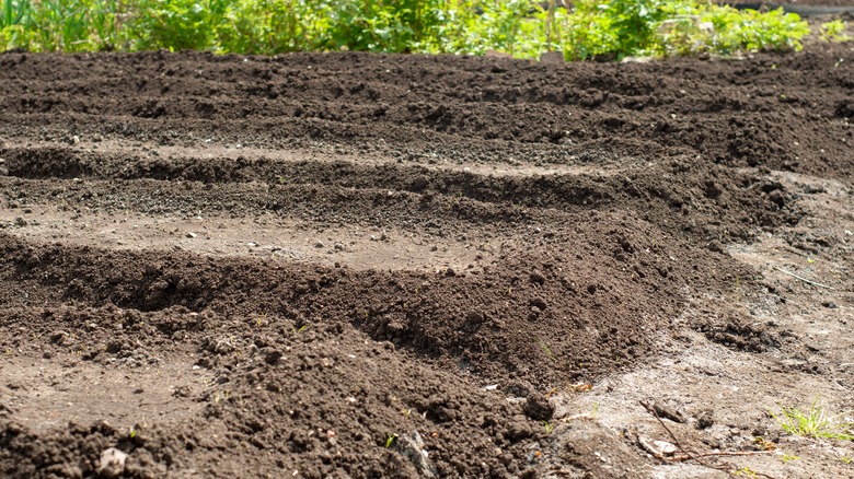 tilled garden soil