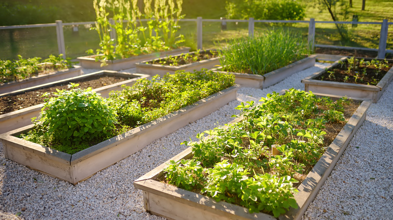 short wooden raised garden beds