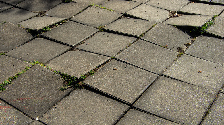 An uneven paver patio layout in a garden