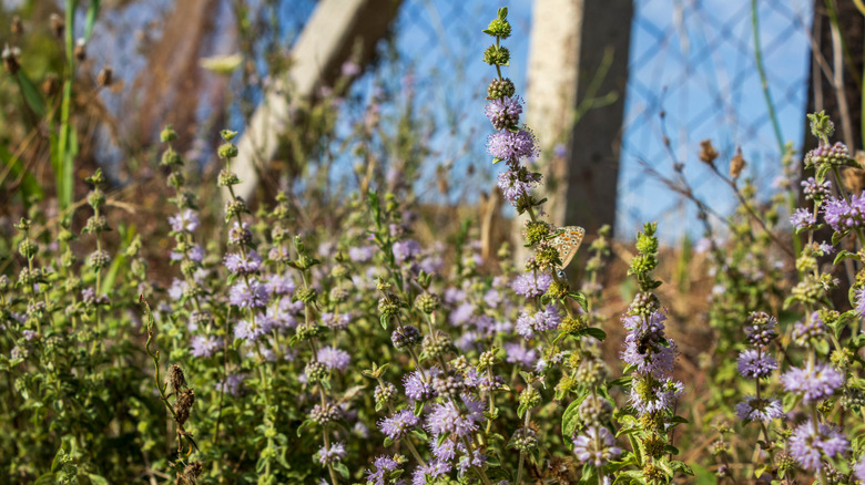 pennyroyal in a garden bed