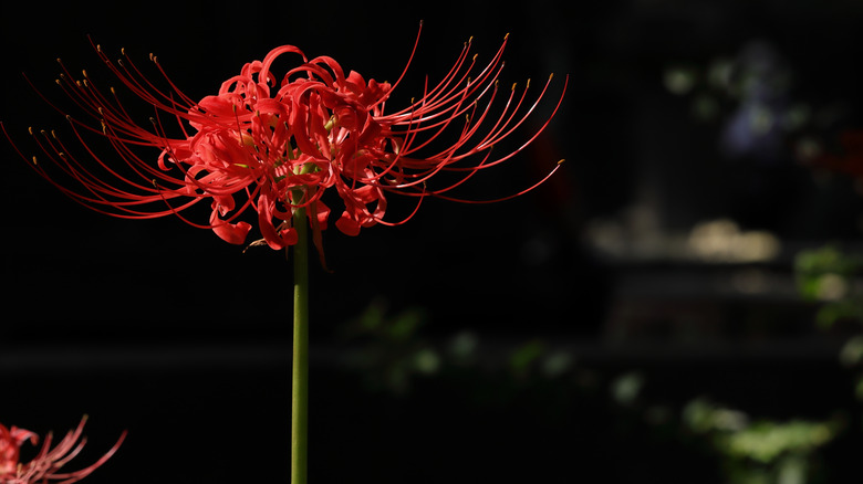 Single red spider lily blossom
