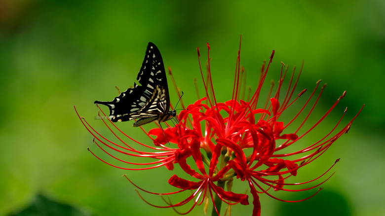 Red spider lily with butterfly