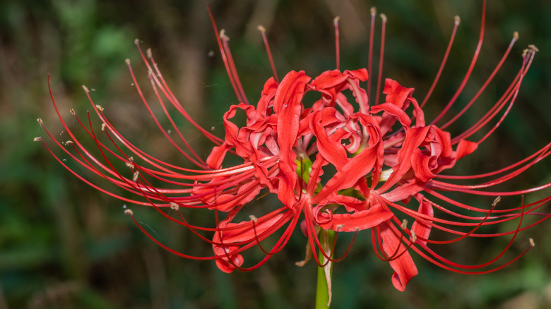 Red spider lily close-up