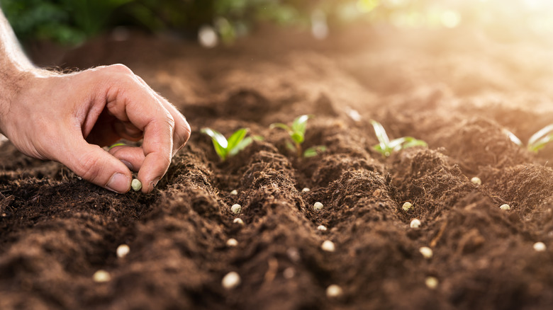 Hand planting seeds in garden