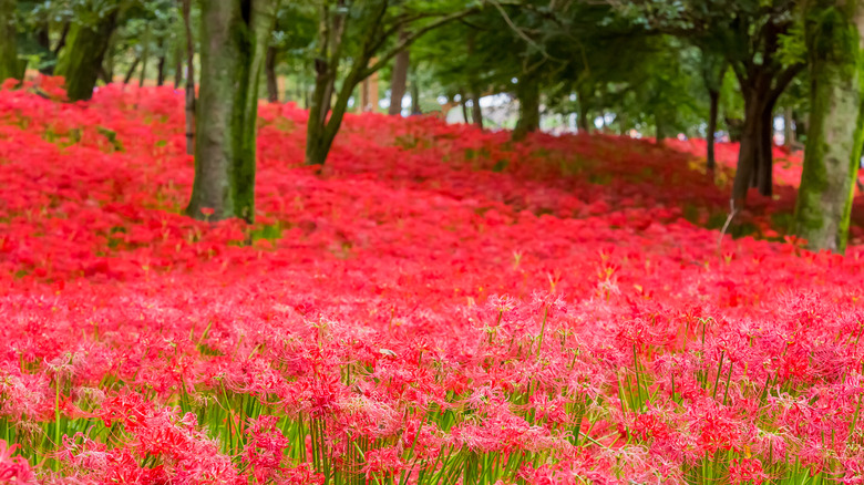 Field of red spider lilies