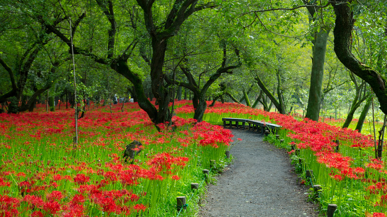 Forest of red spider lilies