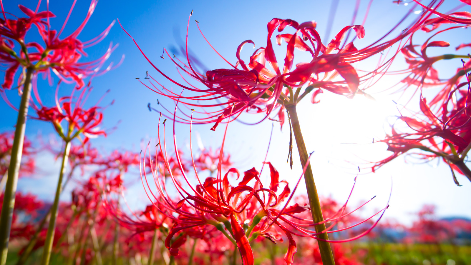 japanese spider lily