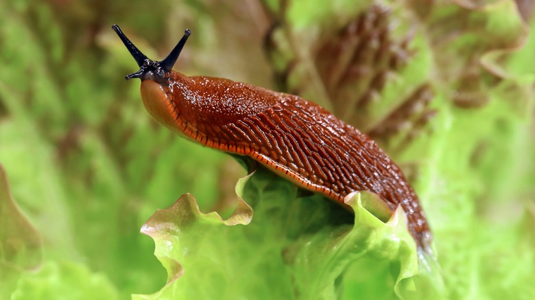 Garden slug on lettuce leaf