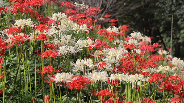 Red and white spider lilies growing