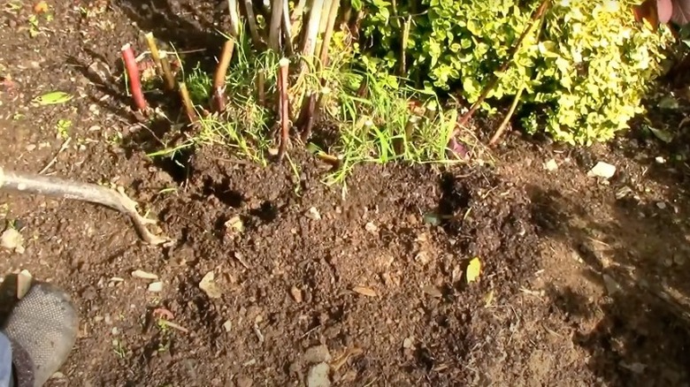 Digging up spider lily bulbs