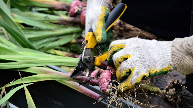 Hands pruning flower bulbs