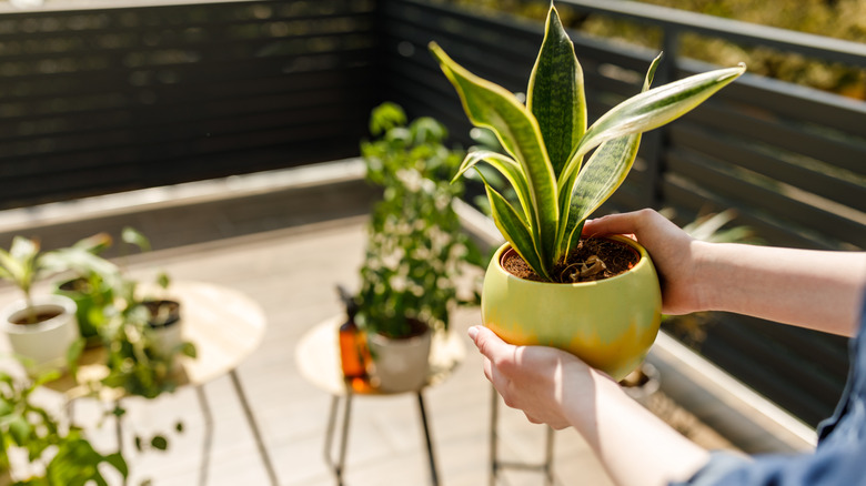 Person bringing potted plants outside