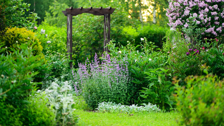 Lush green cottage garden with catmint and other flowers