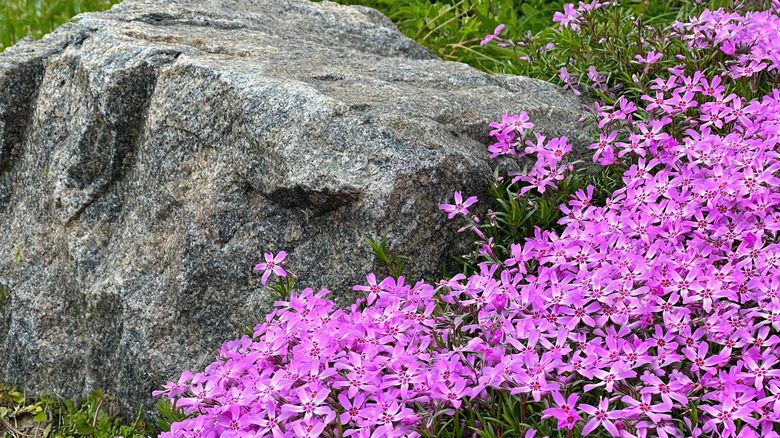 Rock garden with creeping phlox in brilliant pink blooms