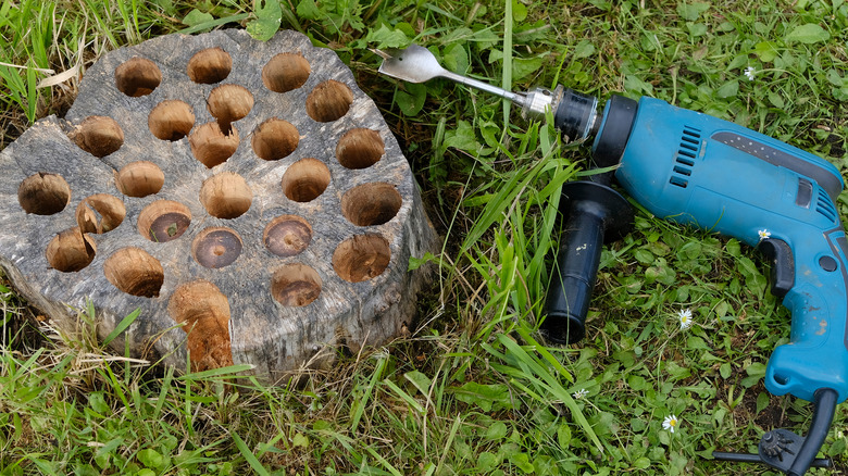 Drill and holes in tree stump