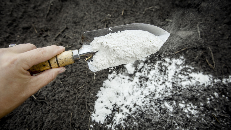 A hand holding a trowel sprinkles white powder onto soil