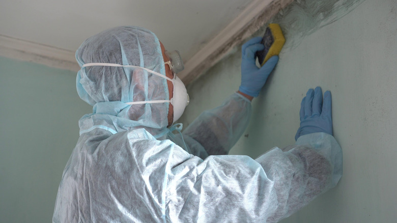 Person cleaning ceiling mold