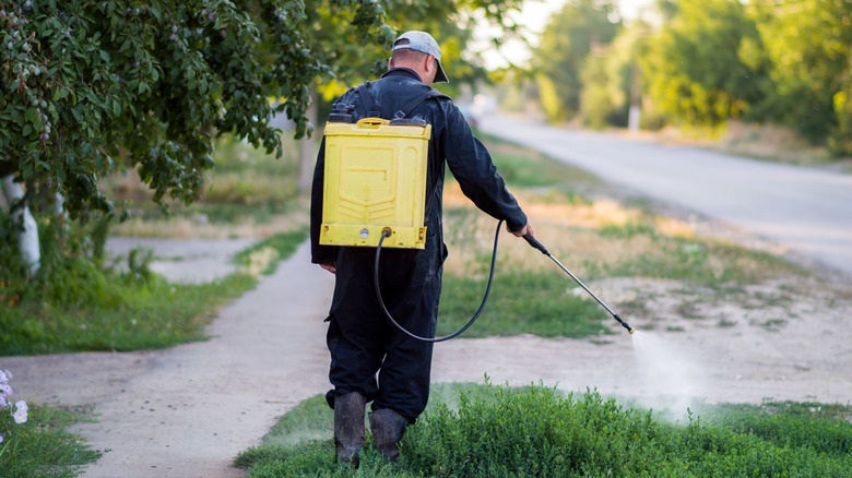 Man spraying herbicide on lawn