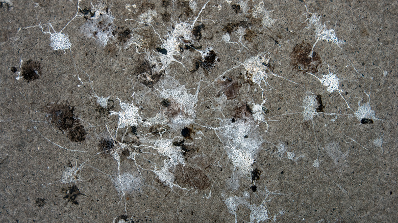 Bird poop on pavement