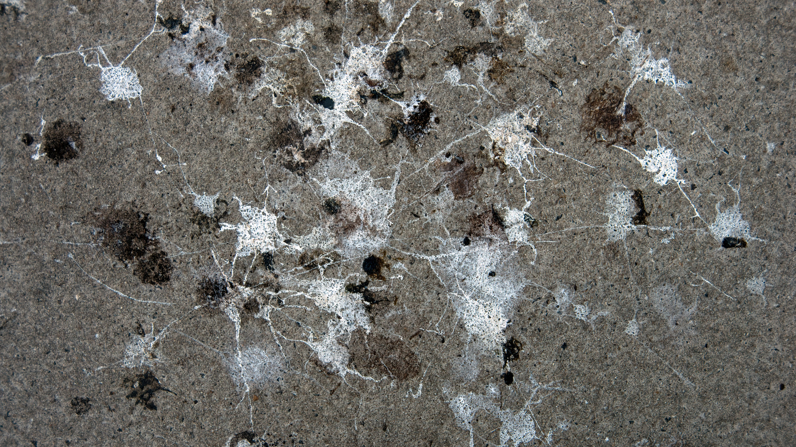 remove-stubborn-bird-poop-stains-from-pavers-with-a-simple-cleaning-trick