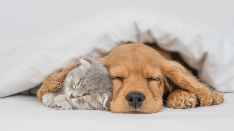 puppy and kitten sleeping together