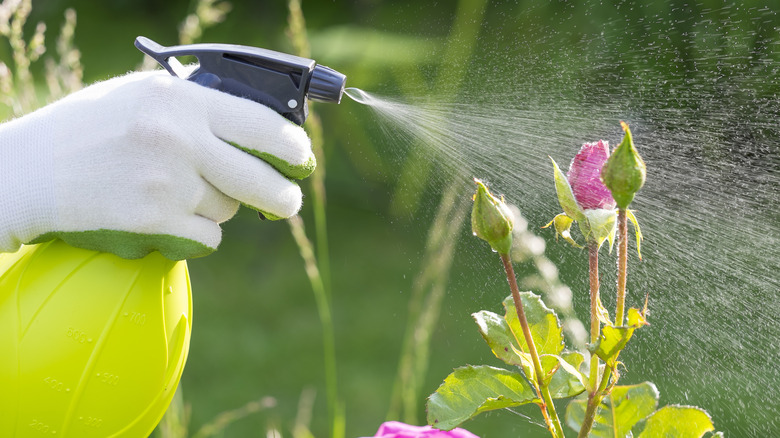 Spraying garden with natural treatment