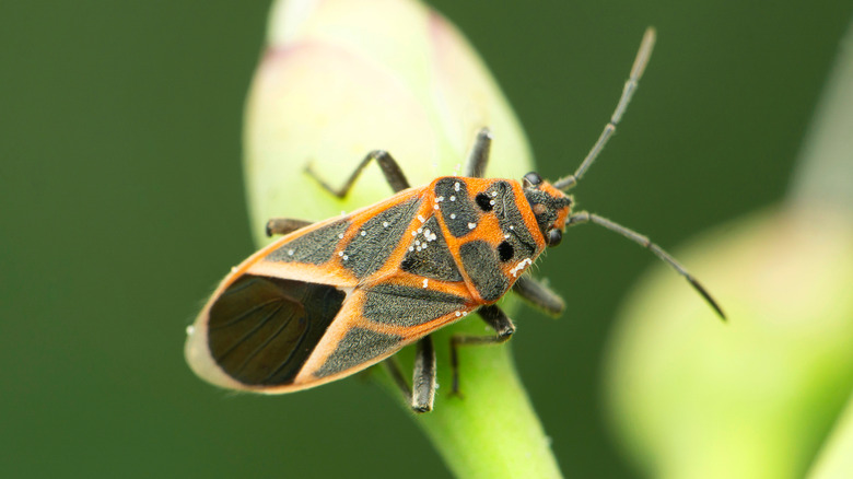 Boxelder bug on plant leaf