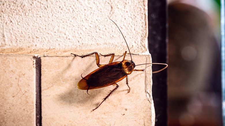 https://www.housedigest.com/img/gallery/repel-cockroaches-naturally-with-a-common-kitchen-ingredient/intro-1695238760.jpg