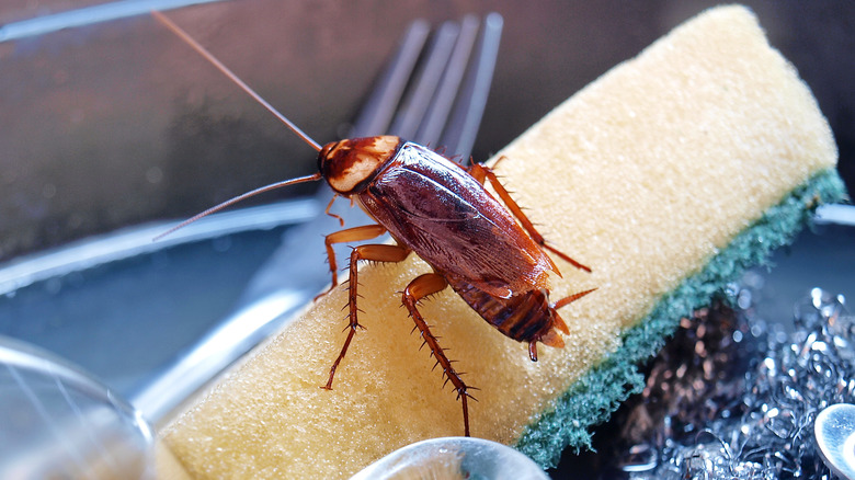 Cockroach on kitchen sponge