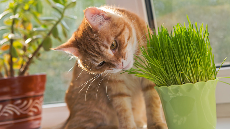 cat sniffing catnip plant