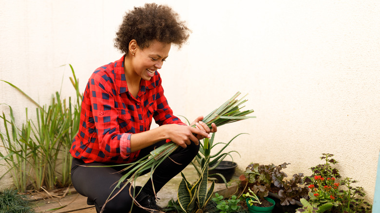 happy woman holding lemongrass