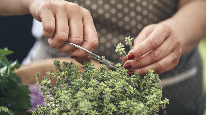 person cutting thyme